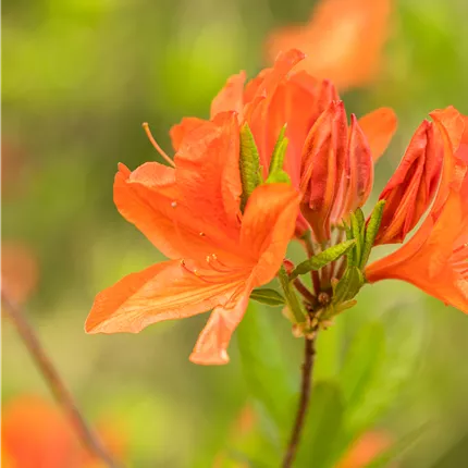 Rhododendron mol.'Winston Churchill'
