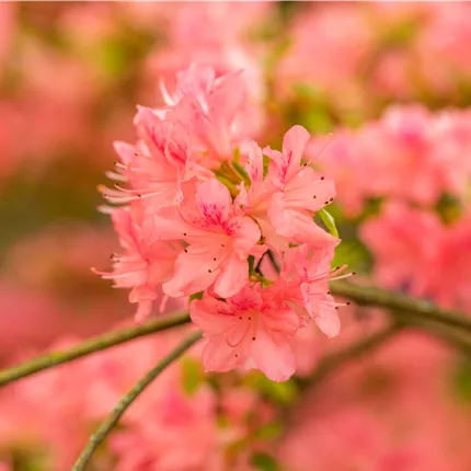 Rhododendron obt.'Diamant Lachs' -R- Rhododendron obt.'Diamant Lachs' -R-