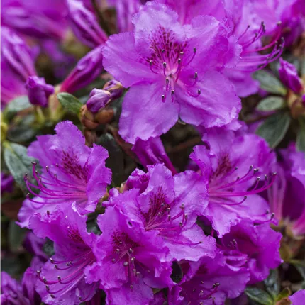 Rhododendron obt.'Diamant Rosa' -R- Rhododendron obt.'Diamant Rosa' -R-