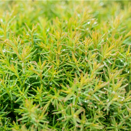 Rhododendron obt.'Diamant Rot' -R- Rhododendron obt.'Diamant Rot' -R-