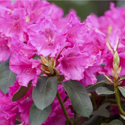 Rhododendron williams.'August Lamken' Rhododendron williams.'August Lamken'