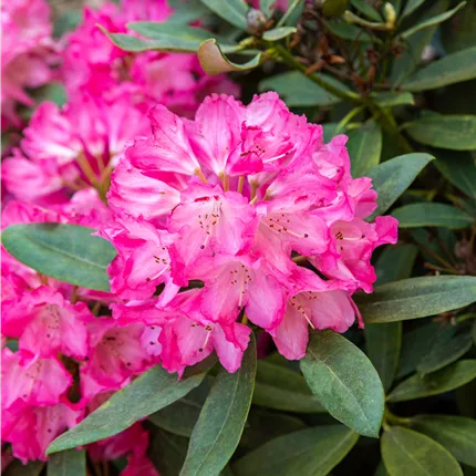 Rhododendron williams.'Lissabon' Rhododendron williams.'Lissabon'