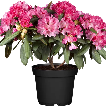 Rhododendron yak.'Anuschka' Rhododendron yak.'Anuschka'