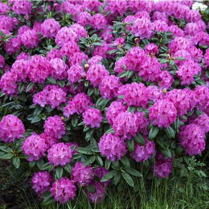 Rhododendron yak.'Bad Zwischenahn' Rhododendron yak.'Bad Zwischenahn'