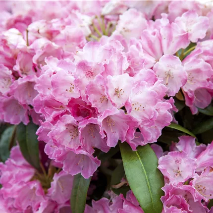 Rhododendron yak.'Fantastica' Rhododendron yak.'Fantastica'