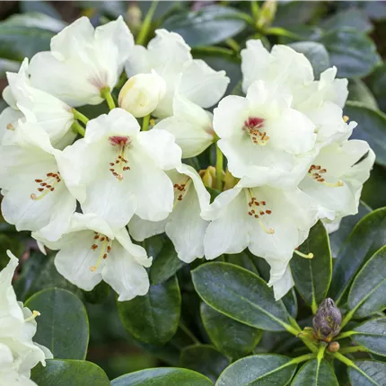 Rhododendron yak.'Flava' Rhododendron yak.'Flava'