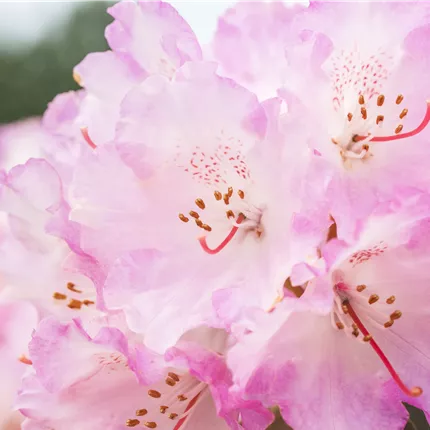 Rhododendron yak.'Frühlingsanfang' Rhododendron yak.'Frühlingsanfang'