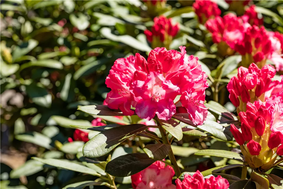 Rhododendron yak.'Rosa Wolke'