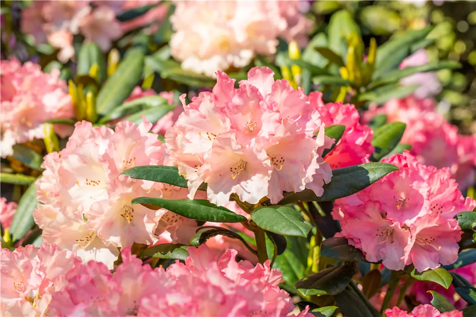 Rhododendron yak.'Tatjana'