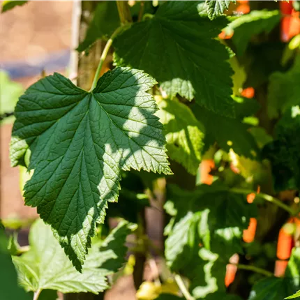 Ribes Jostabeere CAC Ribes Jostabeere CAC