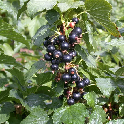 Ribes nigrum 'Silvergiet. Schwarze' CAC Ribes nigrum 'Silvergiet. Schwarze' CAC