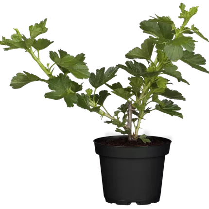 Ribes uva-crispa 'Hinnonmäki rot' CAC Ribes uva-crispa 'Hinnonmäki rot' CAC