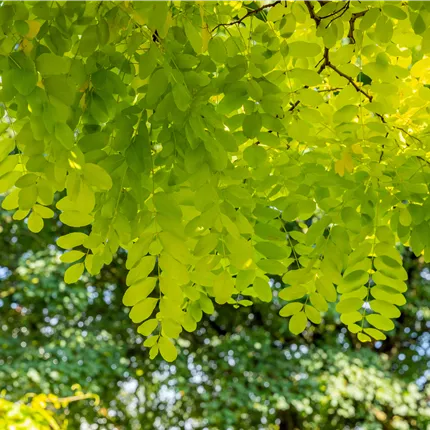 Robinia pseudoac.'Frisia' Robinia pseudoac.'Frisia'