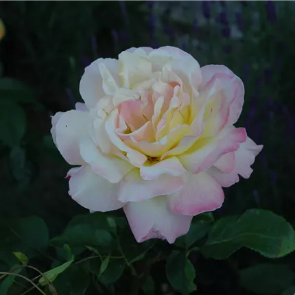 Rosa 'Gloria Dei/Peace' TH Rosa 'Gloria Dei/Peace' TH