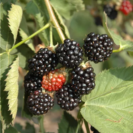 Rubus frut.'Black Satin' CAC