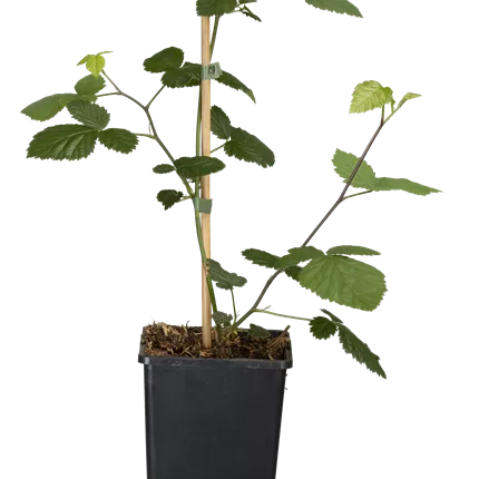 Rubus frut.'Loch Ness' CAC