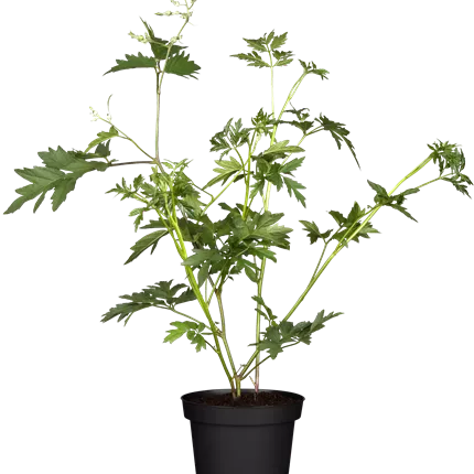 Rubus frut.'Thornless Evergreen' CAC