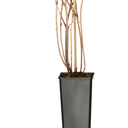 Rubus id.'Aroma-Queen' -S- CAC