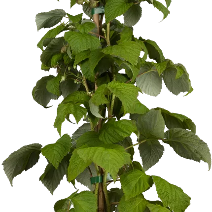 Rubus id.'Himbotop' -R- CAC