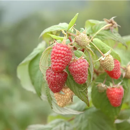 Rubus id.'Schönemann' CAC