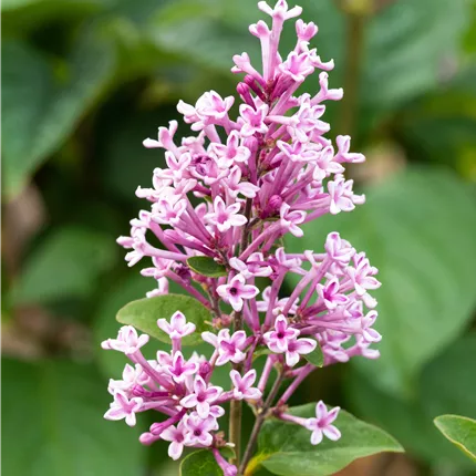 Syringa meyeri 'Josee'