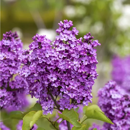 Syringa vulg.'Katharine Havemeyer'