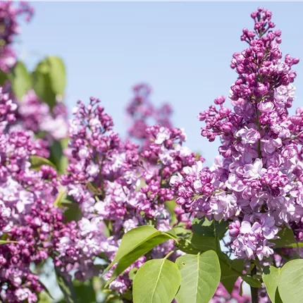 Syringa vulg.'General Pershing'