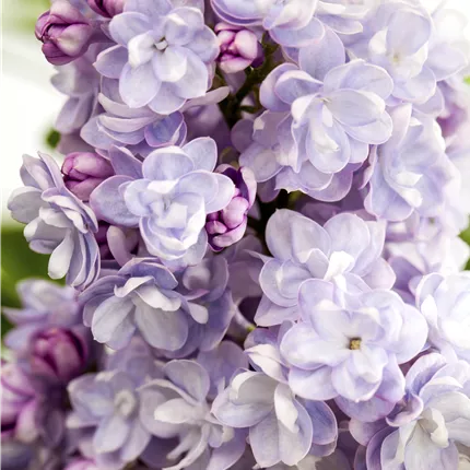 Syringa vulg.'Michel Buchner'