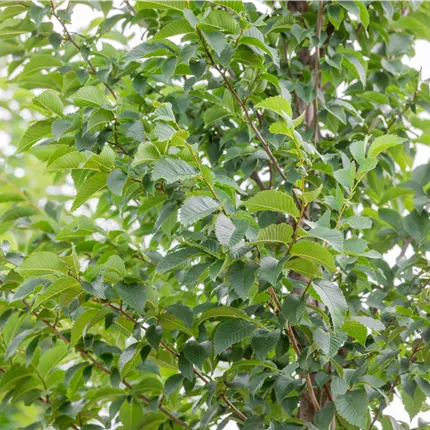 Ulmus hollandica 'Lobel' Ulmus hollandica 'Lobel'