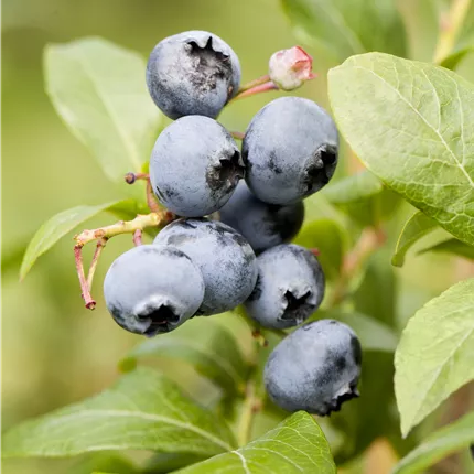 Vaccinium corymb.'Blueray' CAC