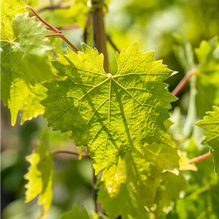 Vitis 'Phönix' -S- Vitis 'Phönix' -S-