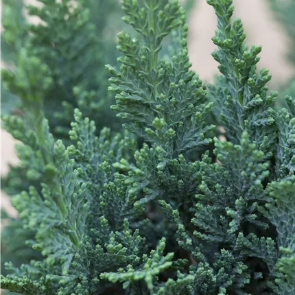 Chamaecyparis laws.'Alumii' Chamaecyparis laws.'Alumii'