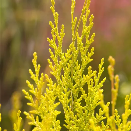 Chamaecyparis laws.'Ivonne' Chamaecyparis laws.'Ivonne'