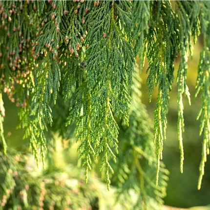 Chamaecyparis nootk.'Pendula' Chamaecyparis nootk.'Pendula'