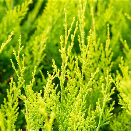Cupressocyparis leyl.'Castlewellan Gold' Cupressocyparis leyl.'Castlewellan Gold'