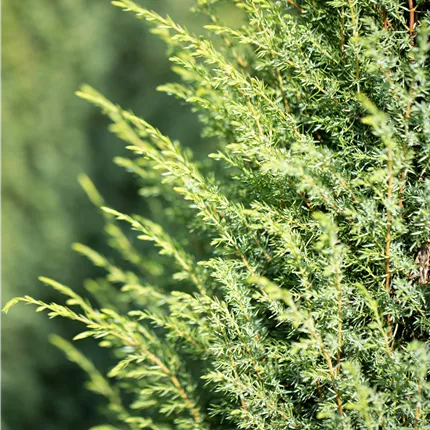 Juniperus com.'Hibernica' Juniperus com.'Hibernica'