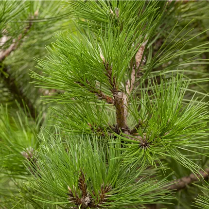 Pinus nigra ssp.nigra Pinus nigra ssp.nigra