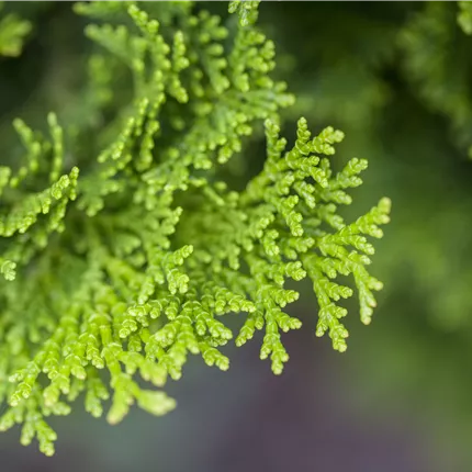 Chamaecyparis obtusa 'Nana Gracilis' Chamaecyparis obtusa 'Nana Gracilis'