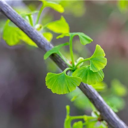 Ginkgo biloba 'Fastigiata Blagon' -R- Ginkgo biloba 'Fastigiata Blagon' -R-