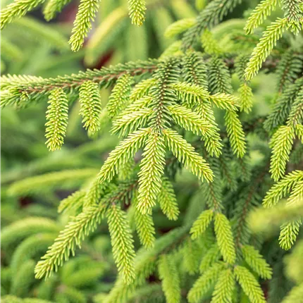 Picea orientalis 'Aureospicata' Picea orientalis 'Aureospicata'