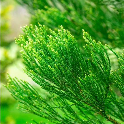 Sequoiadendron gigant. 'Glaucum' Sequoiadendron gigant. 'Glaucum'