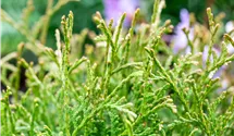 Thuja occidentalis 'Tiny Tim'
