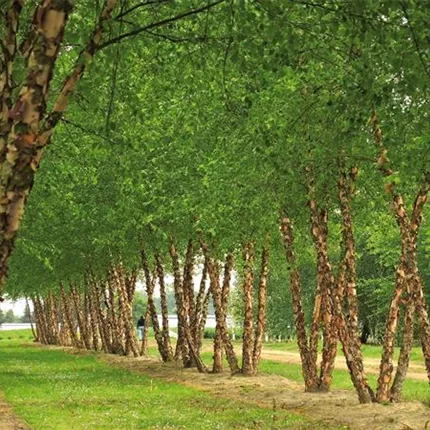 Betula nigra 'Heritage'