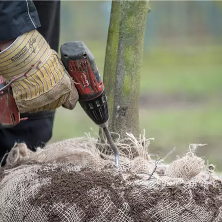 Auszubildende (w/m/d) für den Gärtner mit Fachrichtung Baumschule