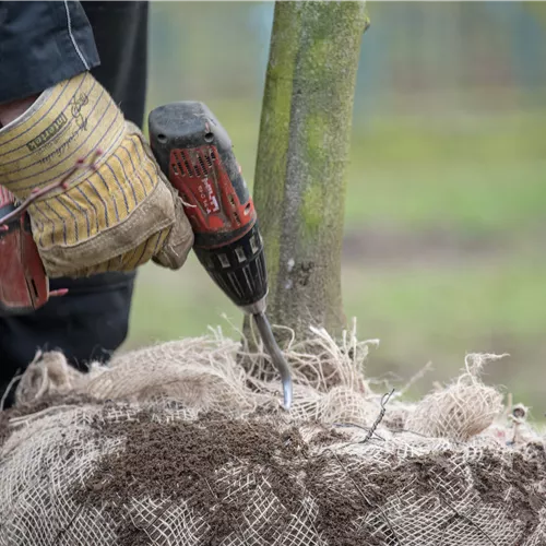 Auszubildende (w/m/d) für den Gärtner mit Fachrichtung Baumschule