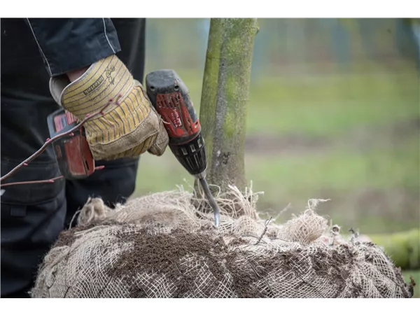 Auszubildende (w/m/d) für den Gärtner mit Fachrichtung Baumschule