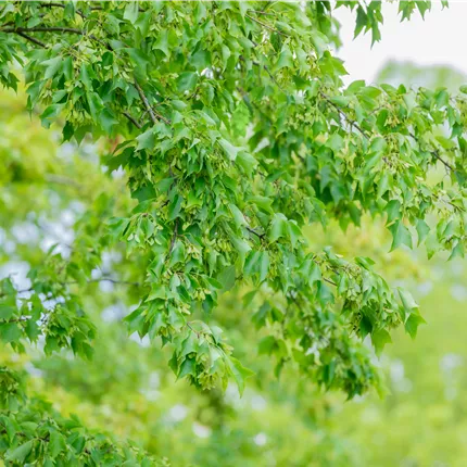 Acer buergerianum Acer buergerianum