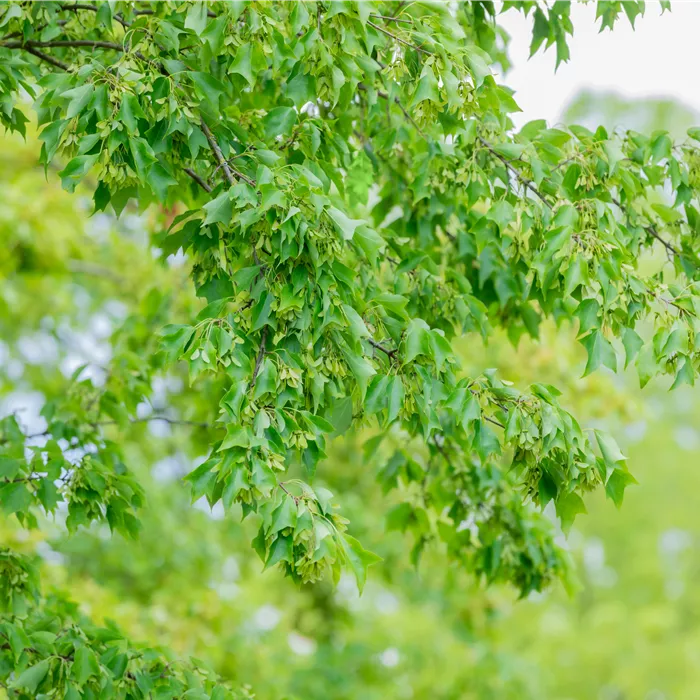 Acer buergerianum Acer buergerianum