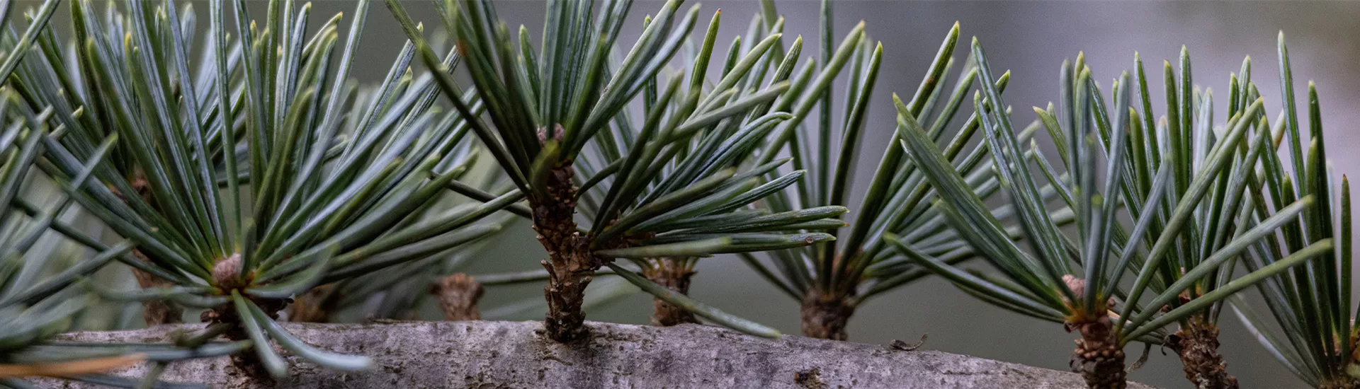 Cedrus libanii nadel.jpg
