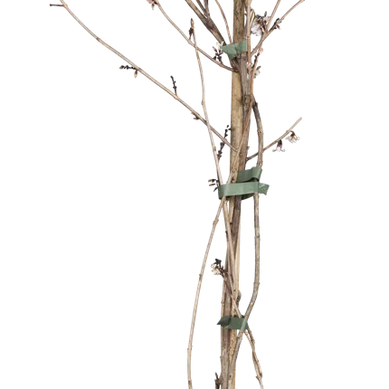 Abeliophyllum distichum Abeliophyllum distichum